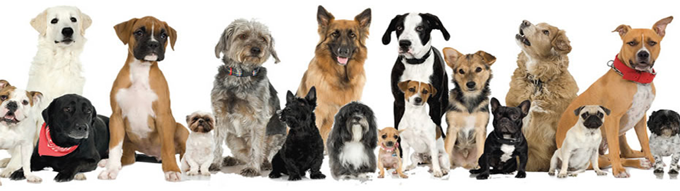 Animal-Inn.co.uk