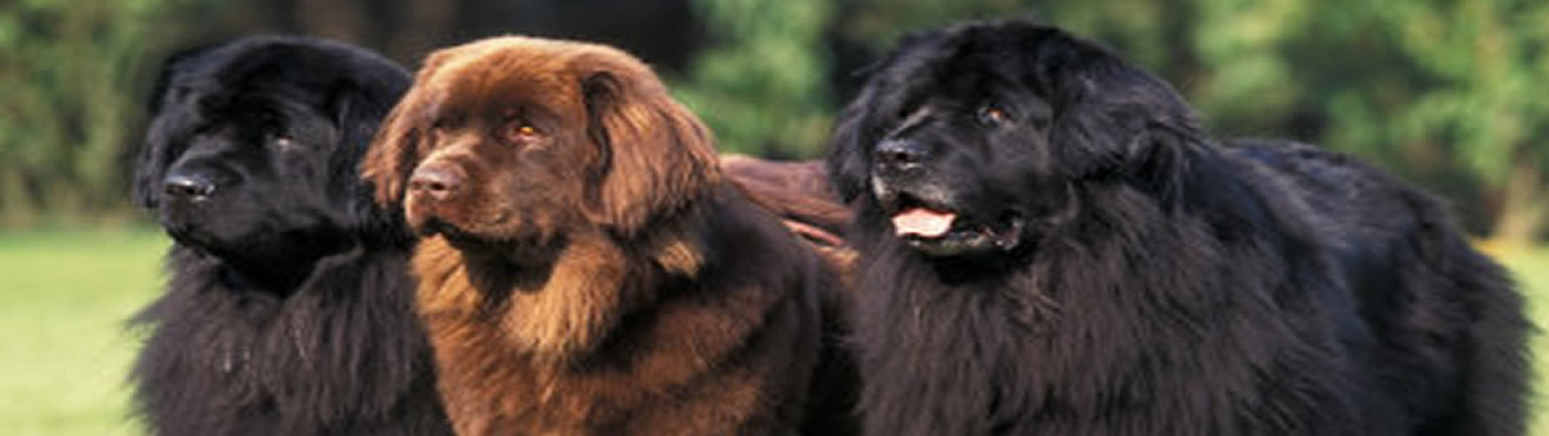 Animal-Inn.co.uk